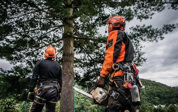 Arborist 1 - Blog study guide