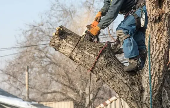 Certified Arborist Test - Blog study guide