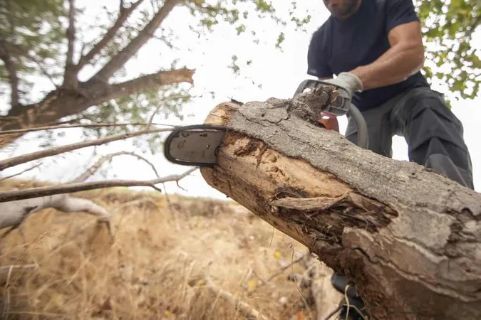 Closeup Lumberjack With Chainsaw - Blog study guide