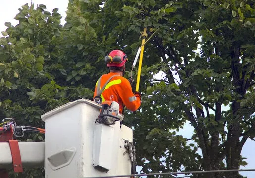 Tree Arborist - Blog study guide