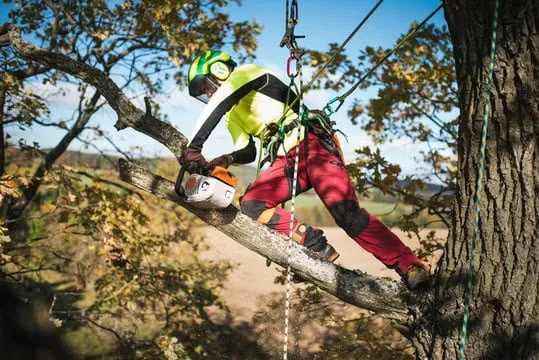 Tree Expert - Blog study guide