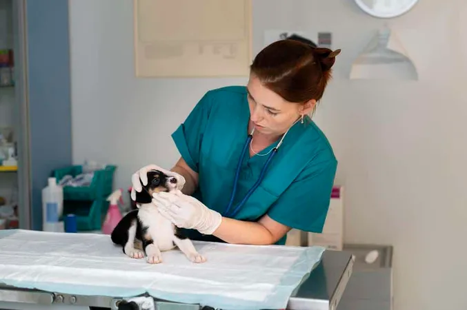 Close Up Veterinarian Taking Car - Blog study guide