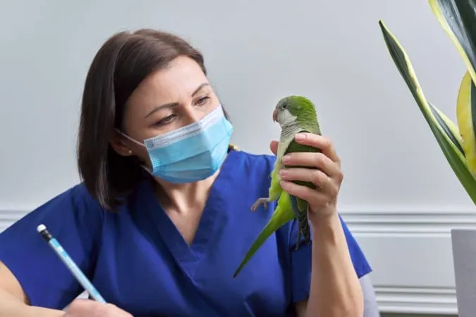 Doctor Woman Veterinarian Examining Green Quaker Parrot X - Certified Avian Specialist study guide