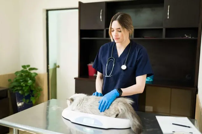Pretty Professional Veterinarian With Gloves Weighing Big Persian Cat With Scale Animal Clinic Woman Vet Examining Health Beautiful Pet X - Certified Euthanasia Technician study guide