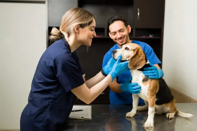 Happy Female Vet Smiling Petting Beautiful Beagle Dog Exam Table Professional Veterinarian Man Holding Pet While Examining Healthy Pet Clinic X - Certified Veterinary Acupuncturist study guide