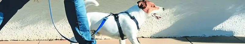 Dog Walker Certificate - Dog walker certificate