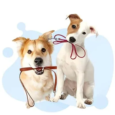 Dog Walker Certificate