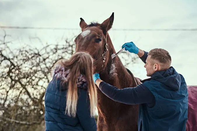 Veterinary Man With His Assistant Treating Brown Purebred Horse Papillomas Removal Procedure Using Cryodestruction Outdoor Ranch X - Equine Chiropractic Certification study guide
