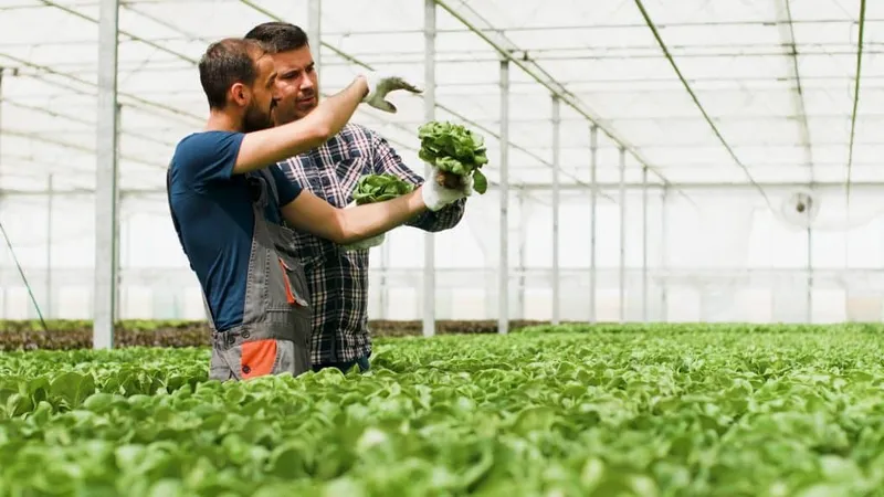 Agronomist Gardener Holding Organic Healthy Fresh Salad Showing Agricultural Businessman Discussing Vegetables Nutrition Hydroponics Greenhouse Plantation Concept Agriculture X - Good Agricultural Practices Certified study guide