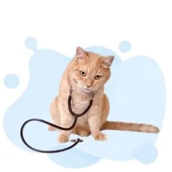 AAVSB - American Association of Veterinary State Boards