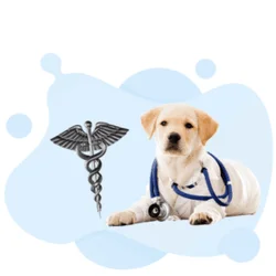 DVM - Doctor of Veterinary Medicine