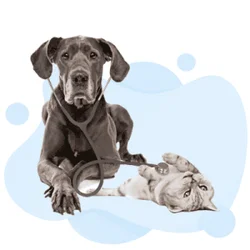 NAVLE - North American Veterinary Licensing Examination