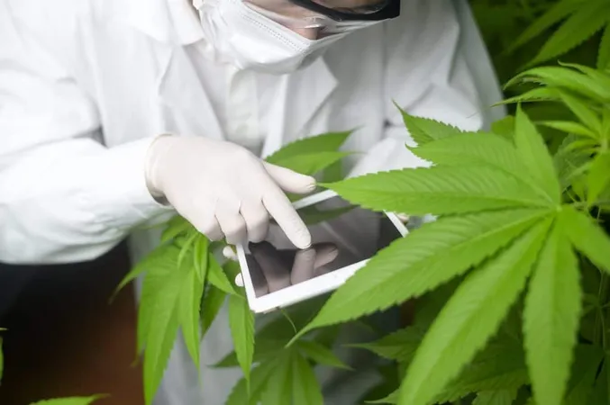 Concept Cannabis Plantation Medical Scientist Using Tablet Collect Data Cannabis Sativa Indoor Farm X - Marijuana Enforcement Tracking Reporting Compliance Certification study guide