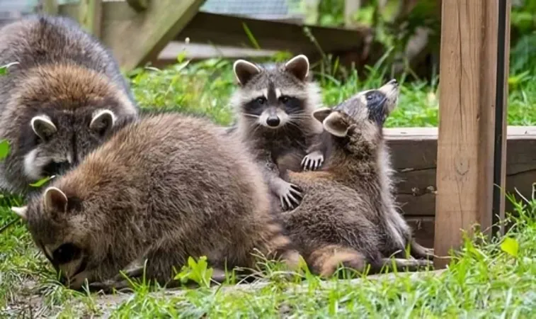 Safe Trapping Methods 1 X - Nuisance Wildlife Control Operator study guide