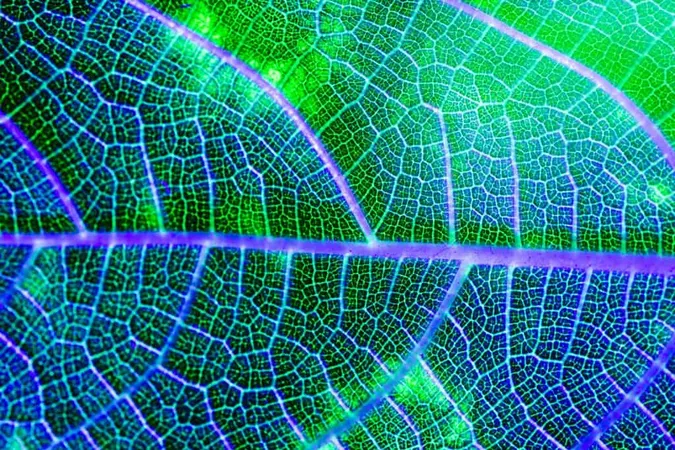 Macro Green Leaf X - Photosynthesis study guide