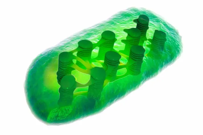 Plant Chloroplast X - Photosynthesis study guide