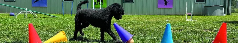 Ppbc Club Members - Professional Pet Boarding Certification study guide