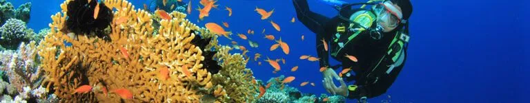 Coral Reef Scuba Diving Puehffr3qd3af6khptfcq6jrbr8t4ko5cn71fkhxwc - Scuba Diving study guide
