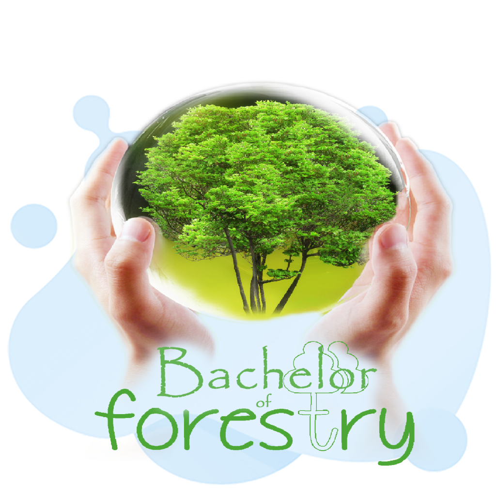 bachelor of forestry