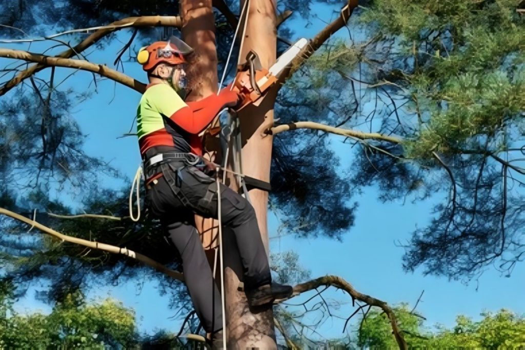 tree worker certification