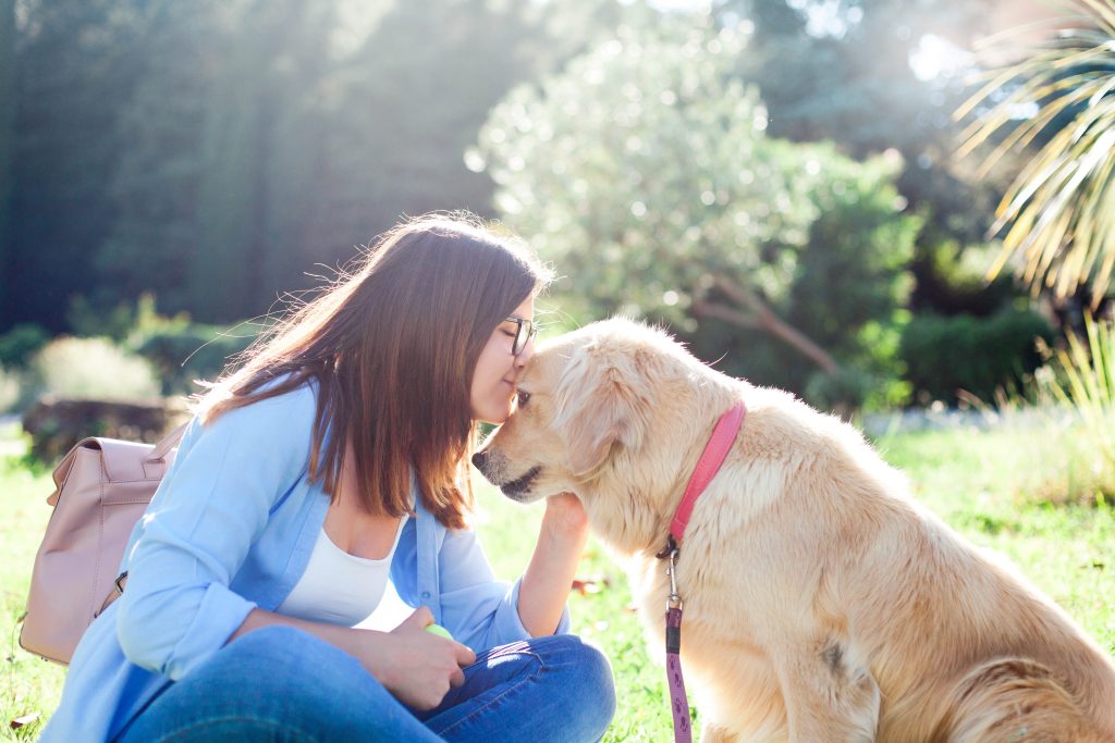 therapy animals